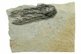 Fossil Crinoid (Agaricocrinus) - Crawfordsville, Indiana #269915-1